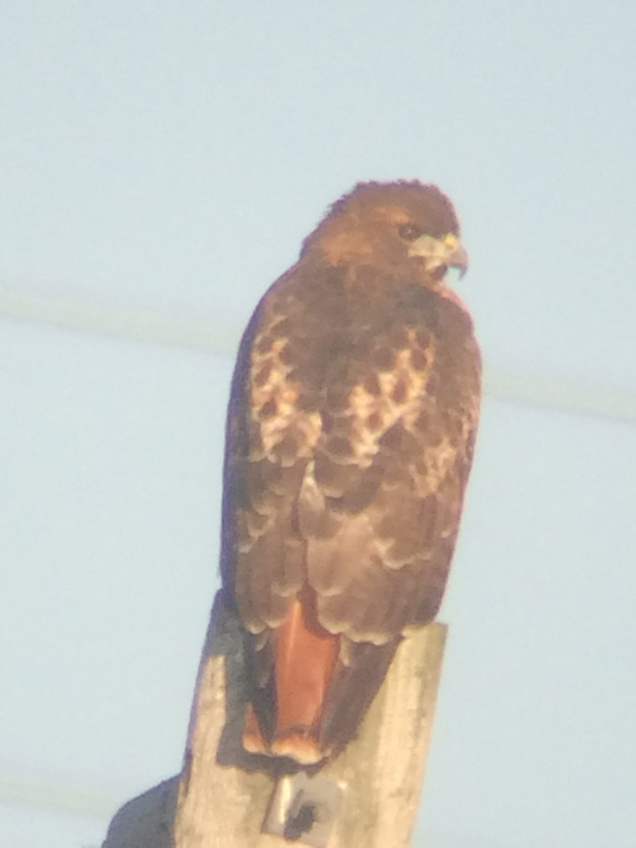 Red-tailed Hawk - ML20332061