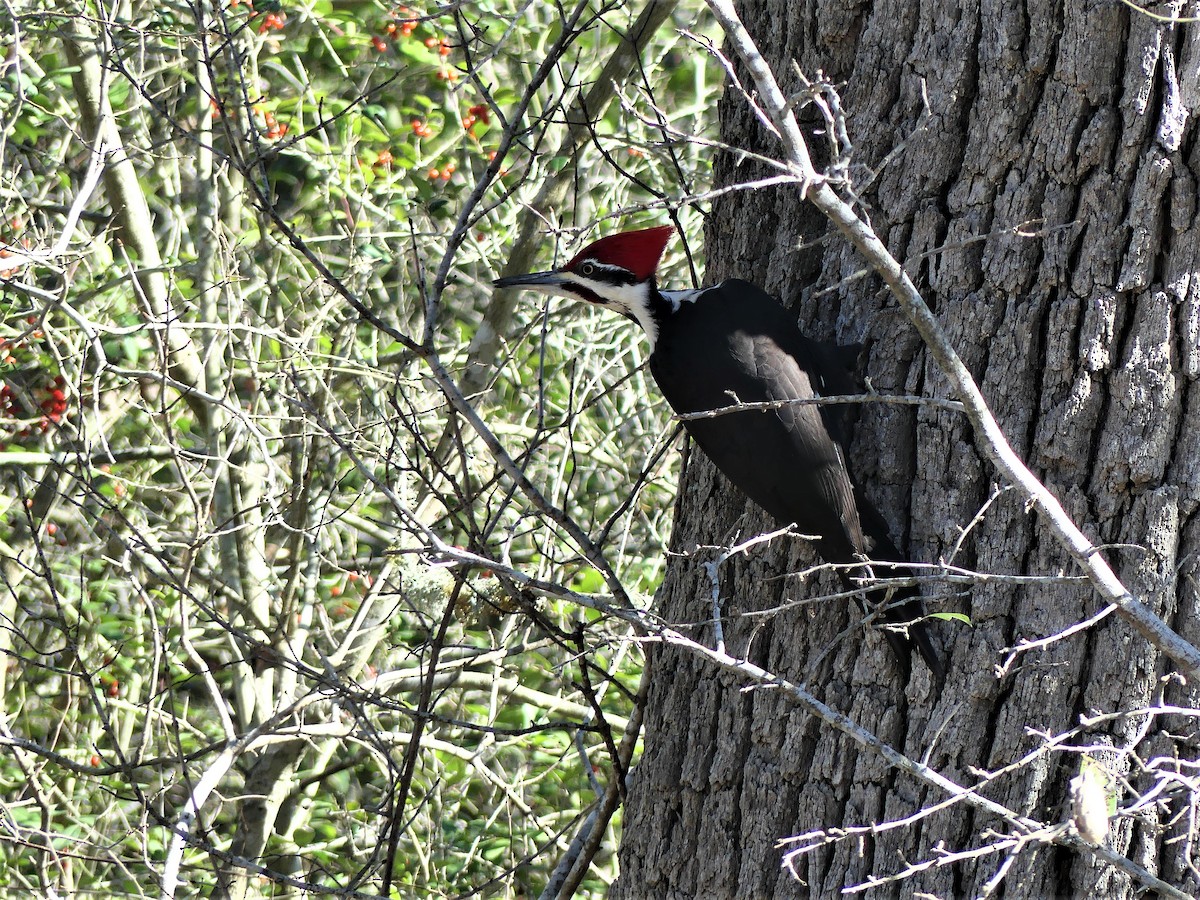 Pileated Woodpecker - ML203321401