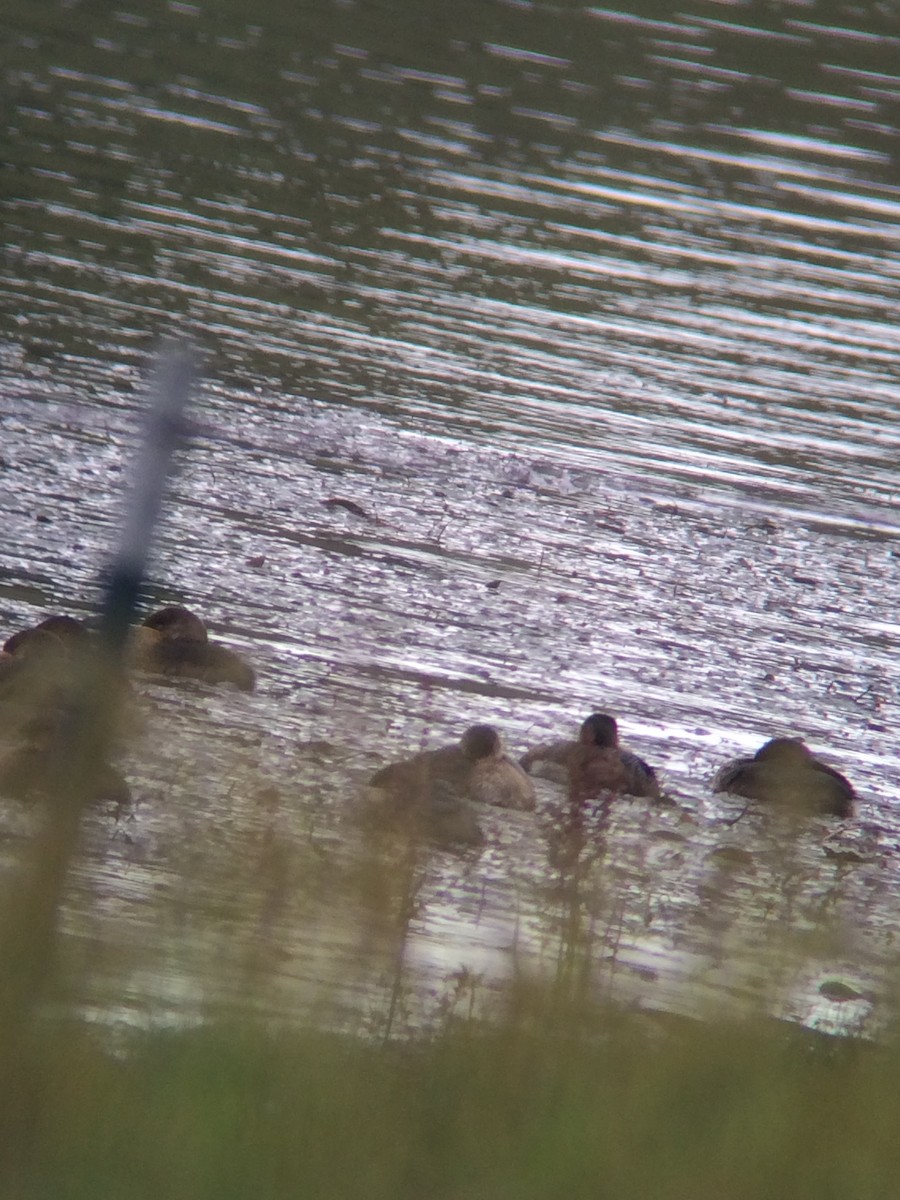 Pied-billed Grebe - ML20332191