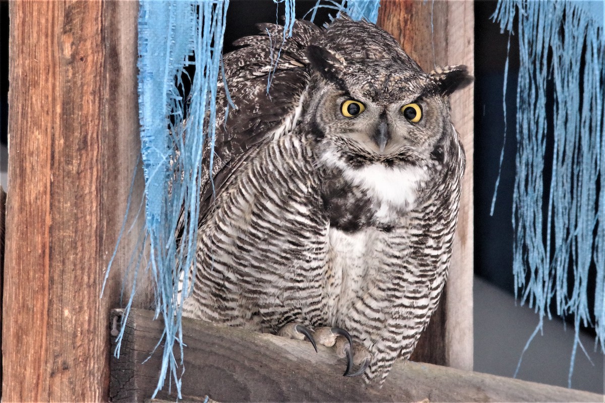 Great Horned Owl - ML203321961