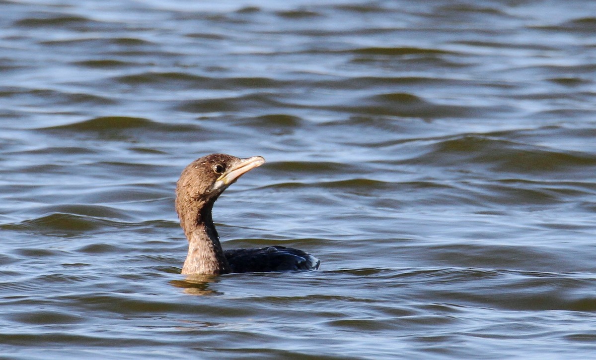 コビトウ - ML203323081