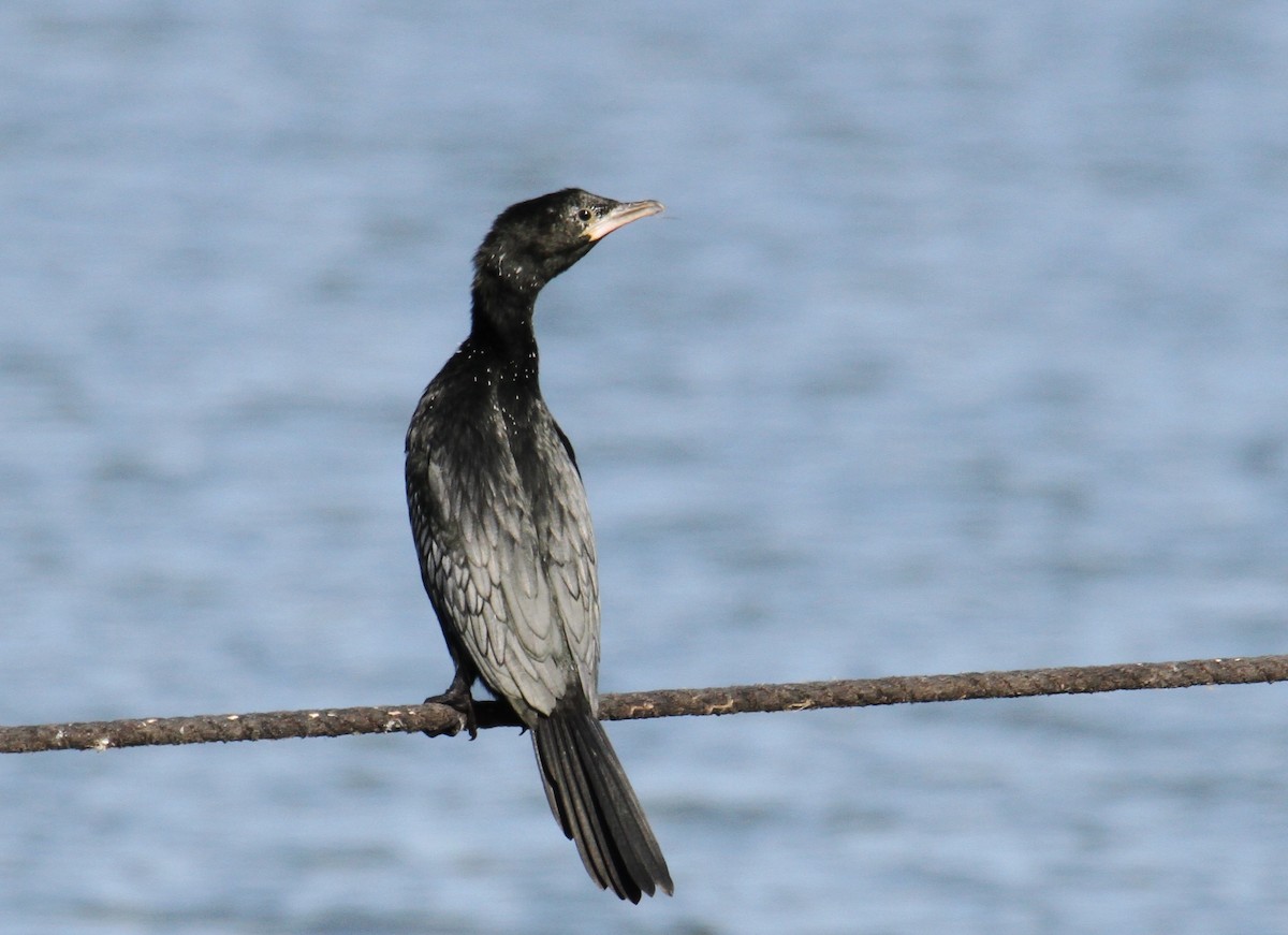 Pygmy Cormorant - ML203323091