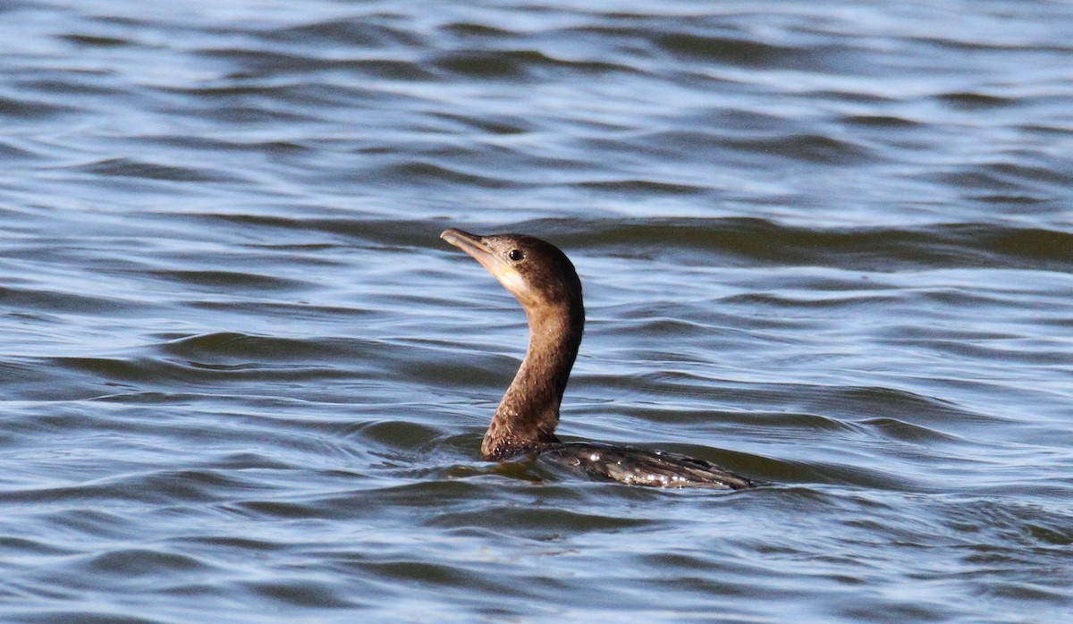 Pygmy Cormorant - yuda siliki