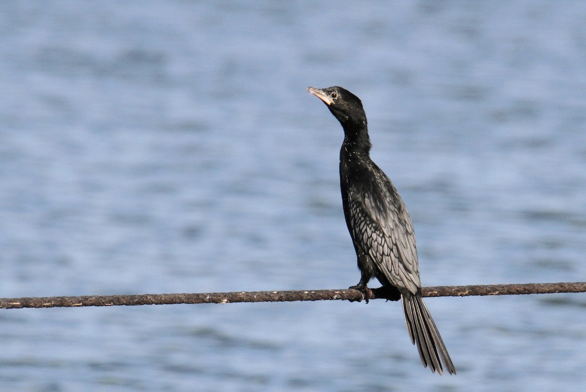 Pygmy Cormorant - yuda siliki