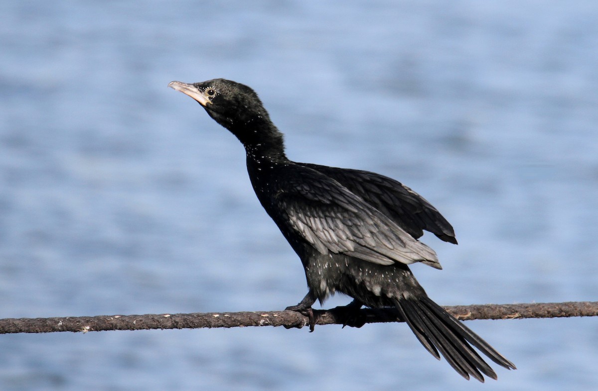 Pygmy Cormorant - yuda siliki