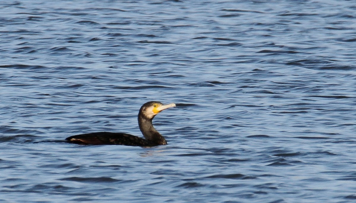 Great Cormorant - yuda siliki