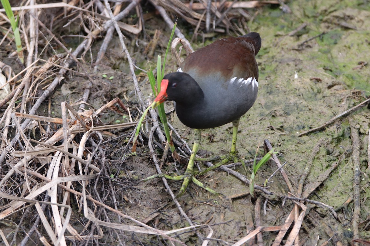 Common Gallinule - ML203323361