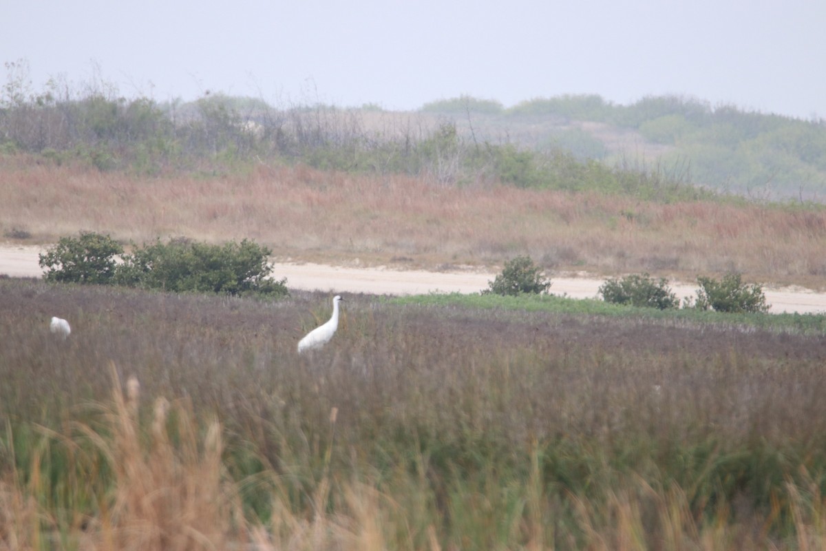 Whooping Crane - ML203323441
