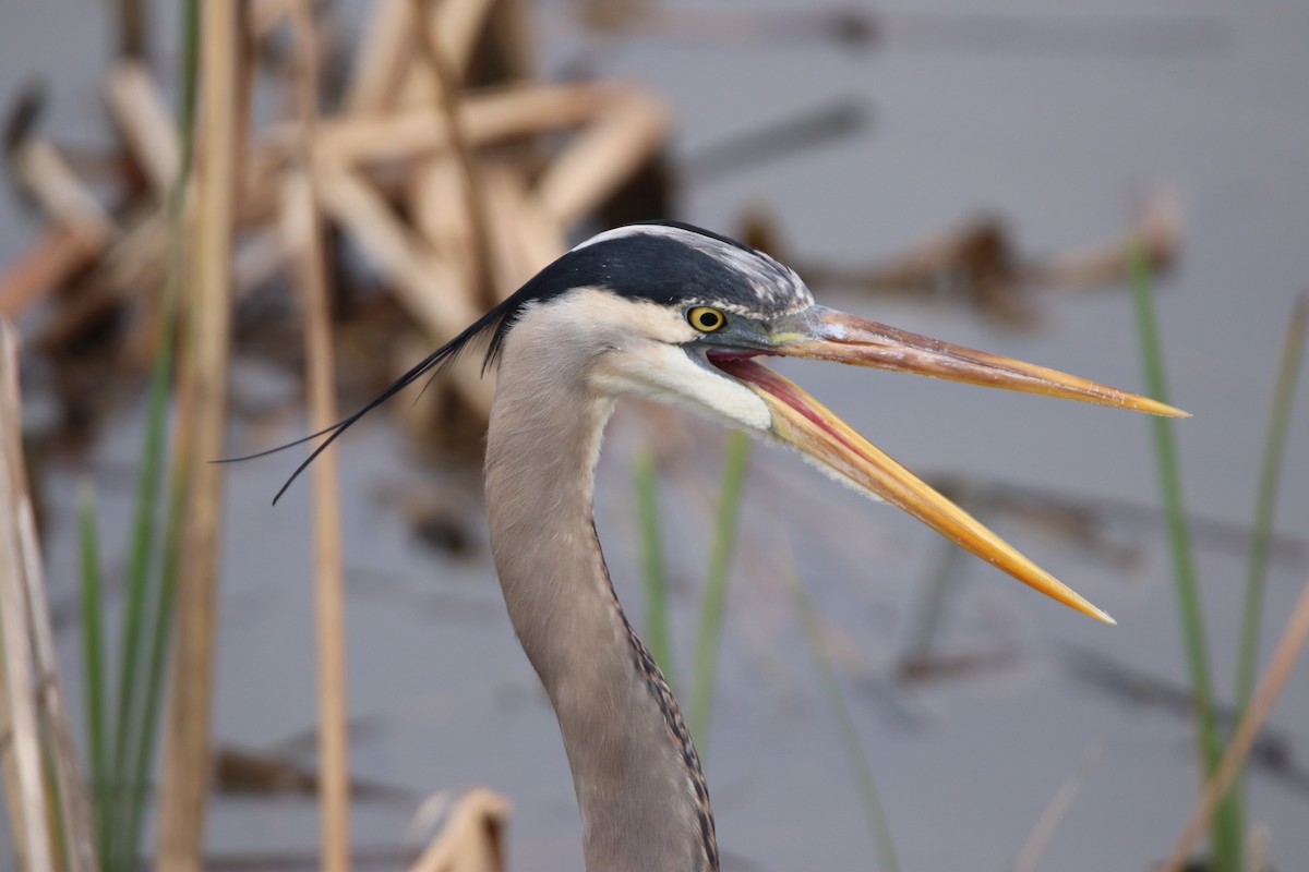Great Blue Heron - ML203323511