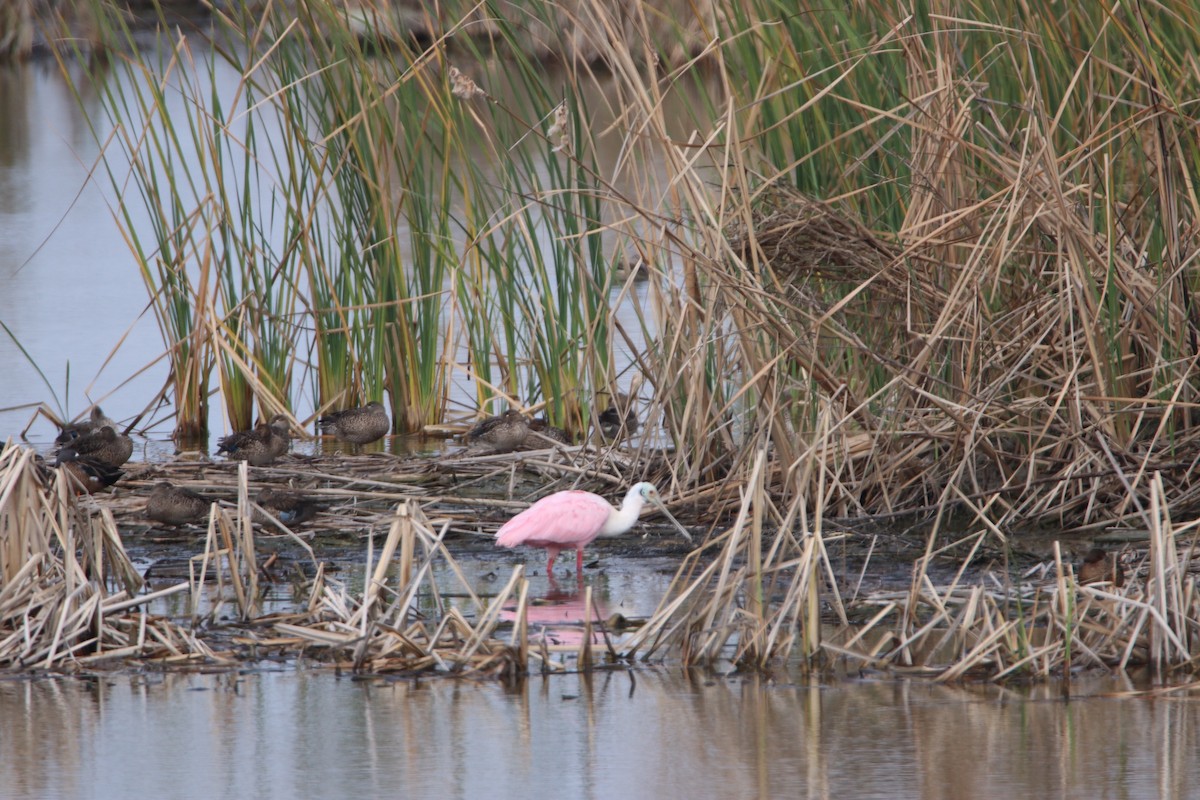 Roseate Spoonbill - ML203323591