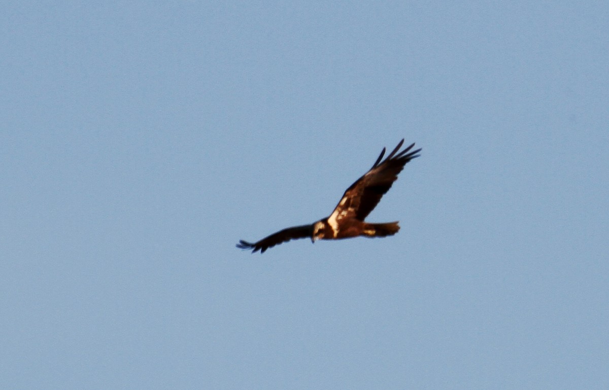 Águila Pescadora - ML203323641