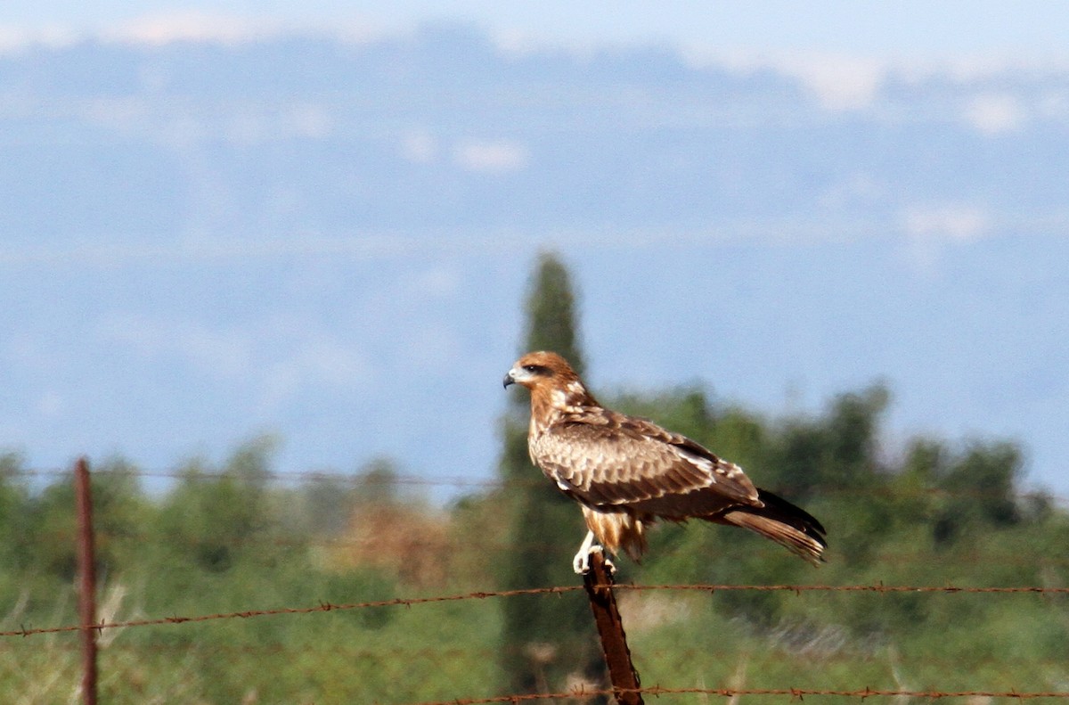 Black Kite - ML203323871