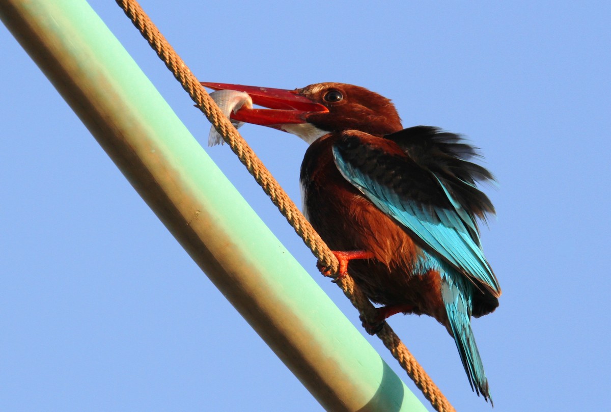 White-throated Kingfisher - ML203324191