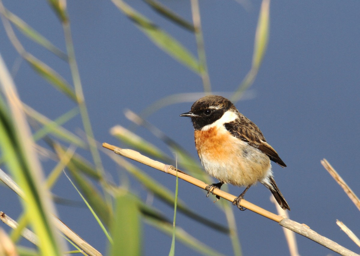 European Stonechat - ML203324331