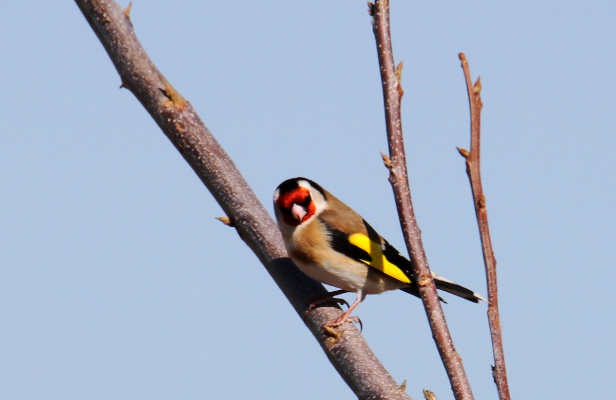 European Goldfinch - ML203324411