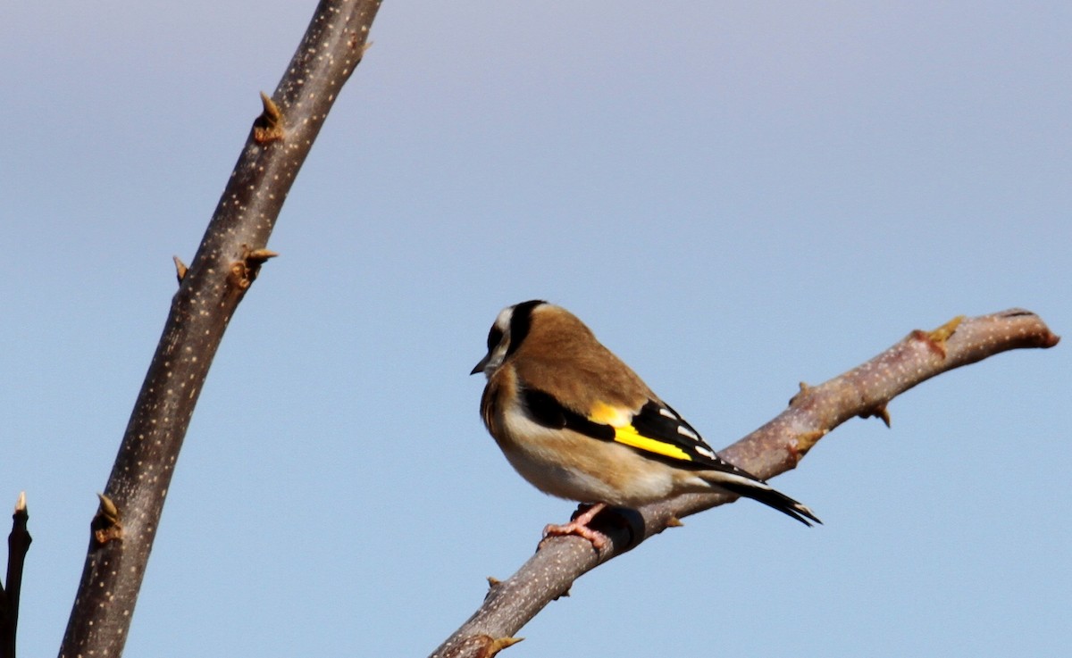 European Goldfinch - ML203324431