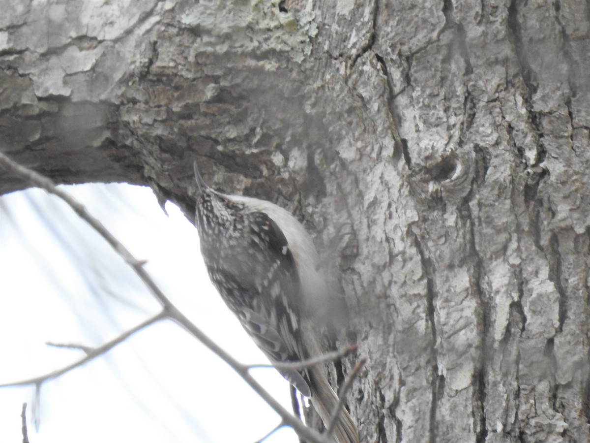 Brown Creeper - ML203324791