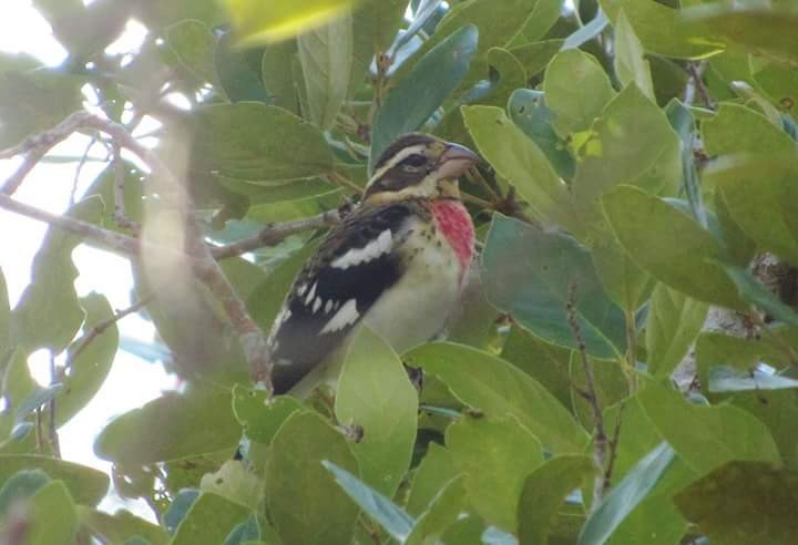 Rose-breasted Grosbeak - Roland Rumm