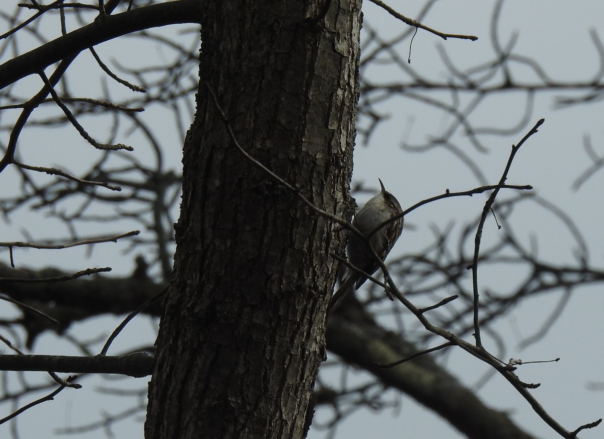 Brown Creeper - ML203324811