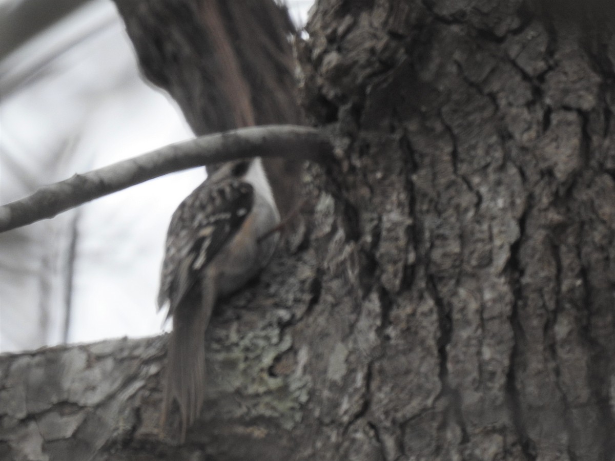 Brown Creeper - ML203324821