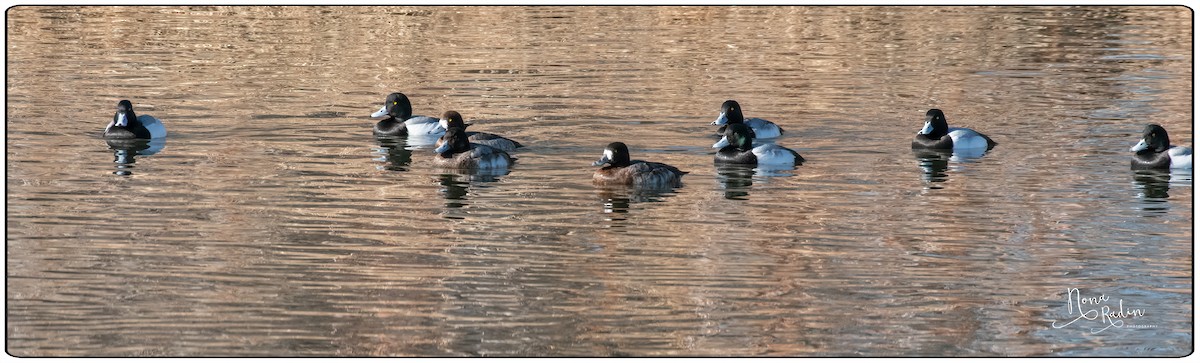 Greater Scaup - ML203327211