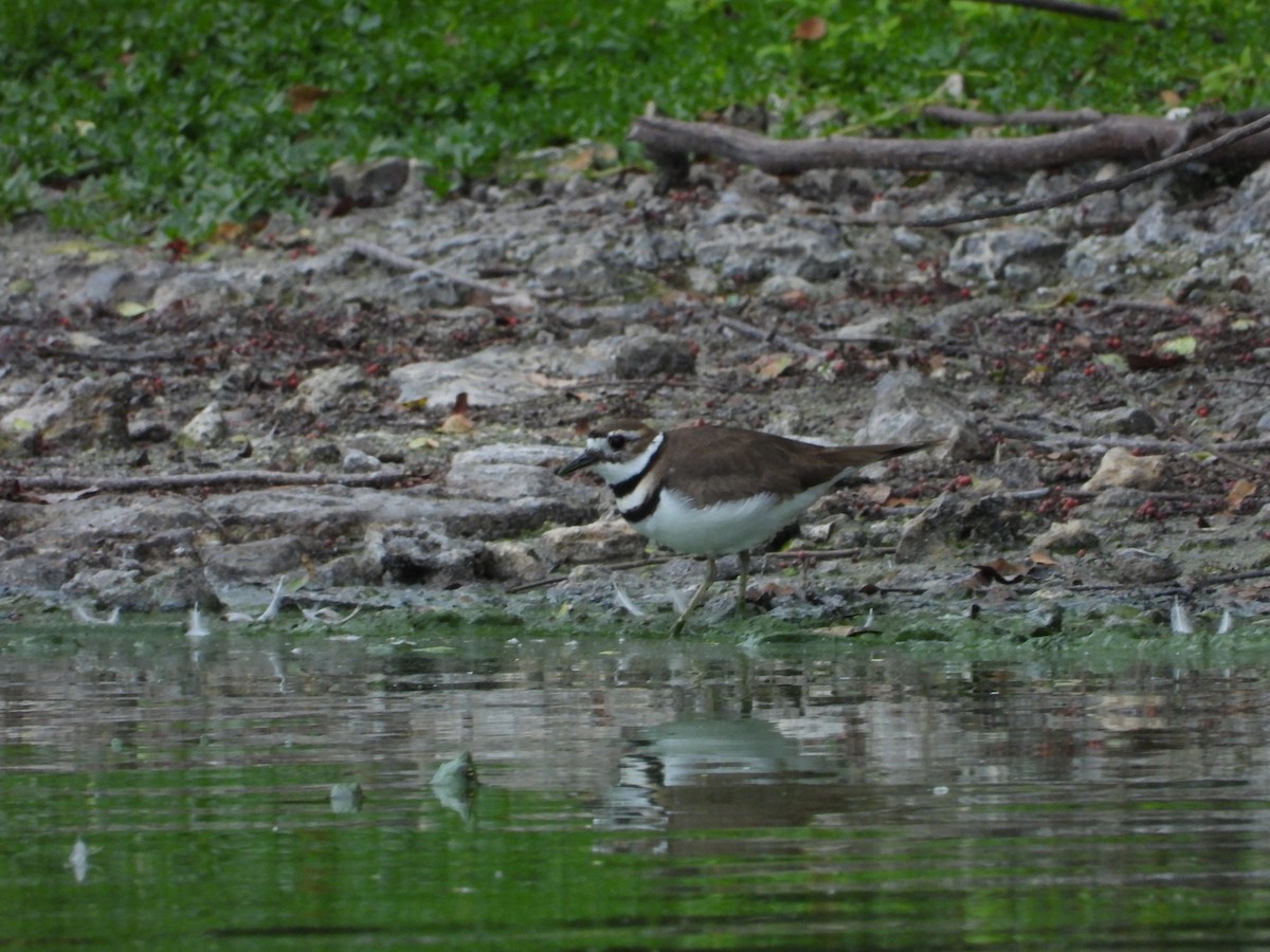 Killdeer - ML203329021