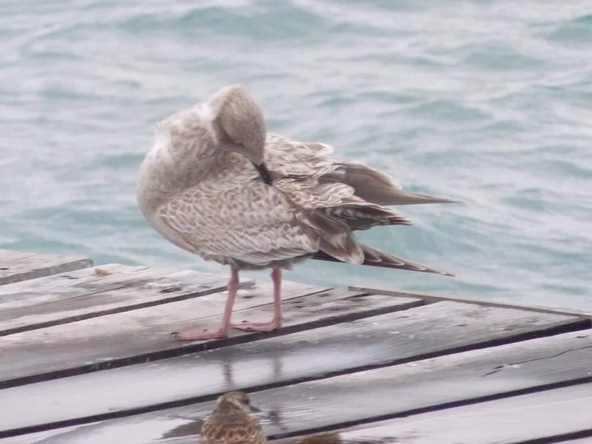 Iceland Gull (Thayer's) - ML203329681