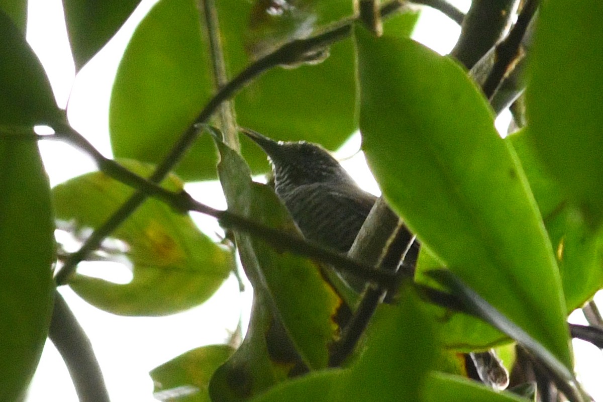 Speckle-breasted Wren (Colombian) - ML203330921