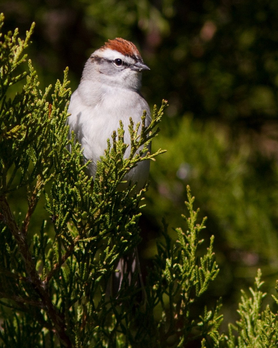 Chipping Sparrow - ML203332171