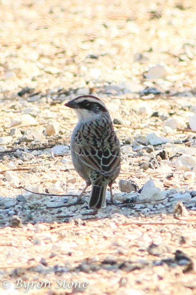 Striped Sparrow - ML203333811