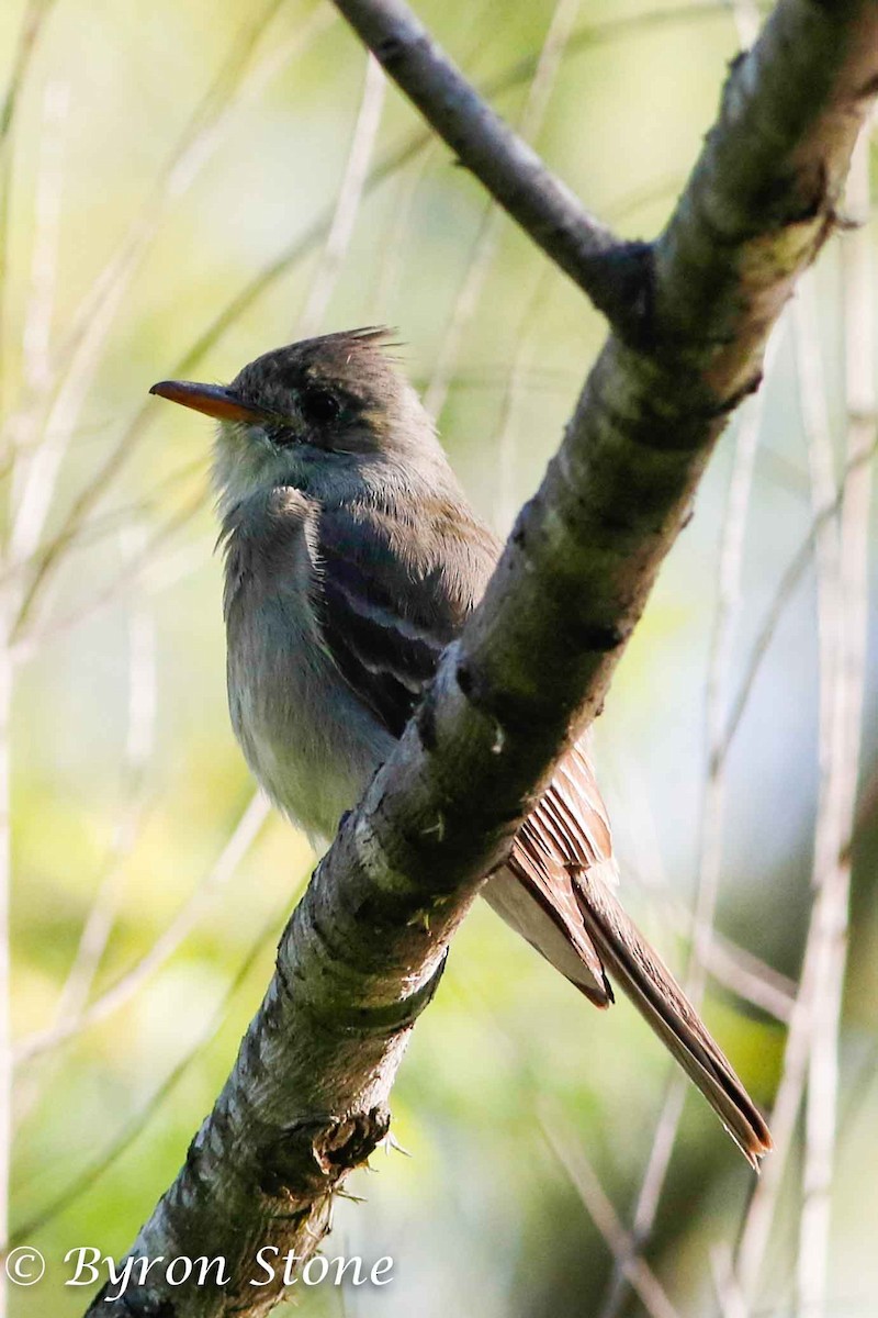 Greater Pewee - ML203335771