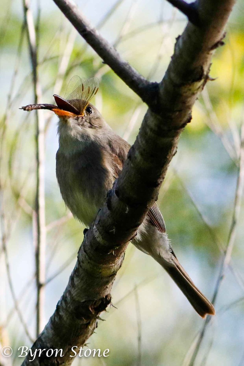 Greater Pewee - ML203335791