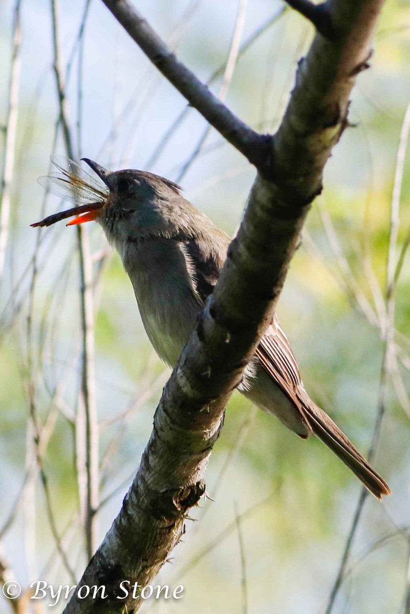 Greater Pewee - ML203335821