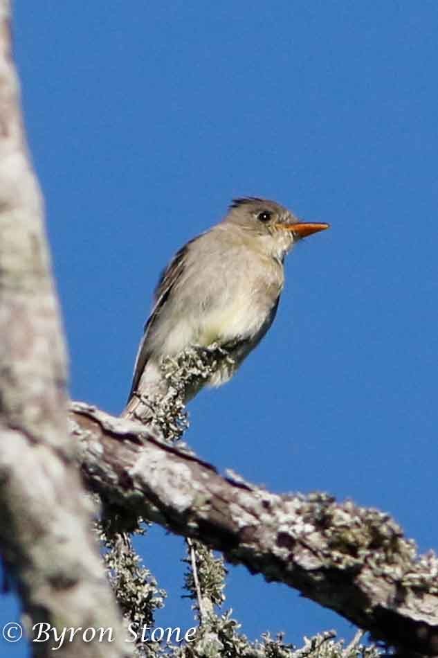 Greater Pewee - ML203335831