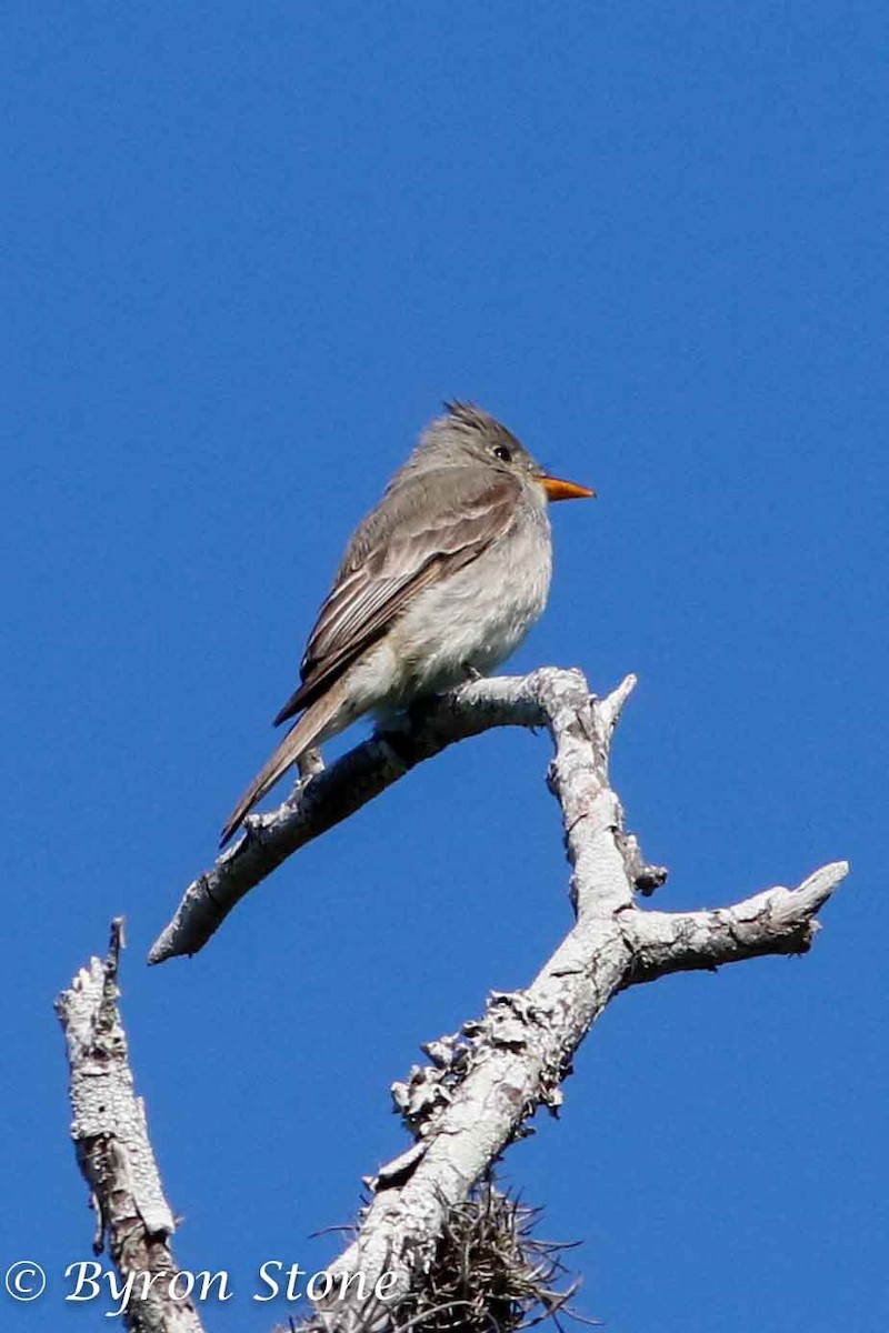 Greater Pewee - ML203335851