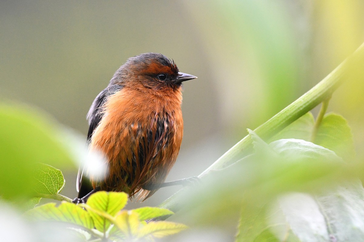 Rufous-browed Conebill - David M. Bell