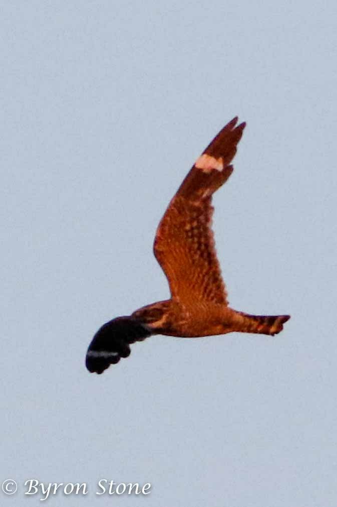 Lesser Nighthawk - Byron Stone