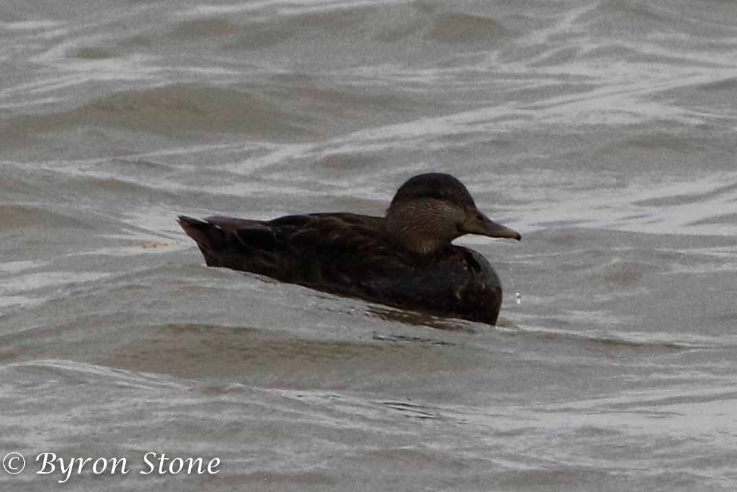 American Black Duck - ML203336991