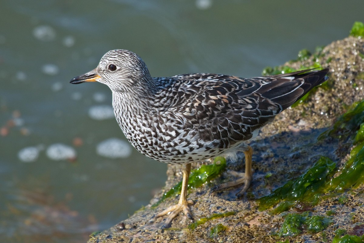 Surfbird - ML203337181