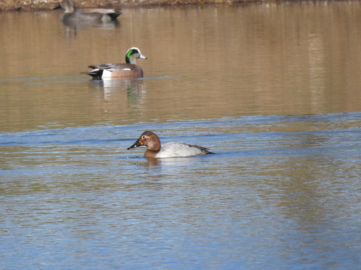 Canvasback - ML203338321