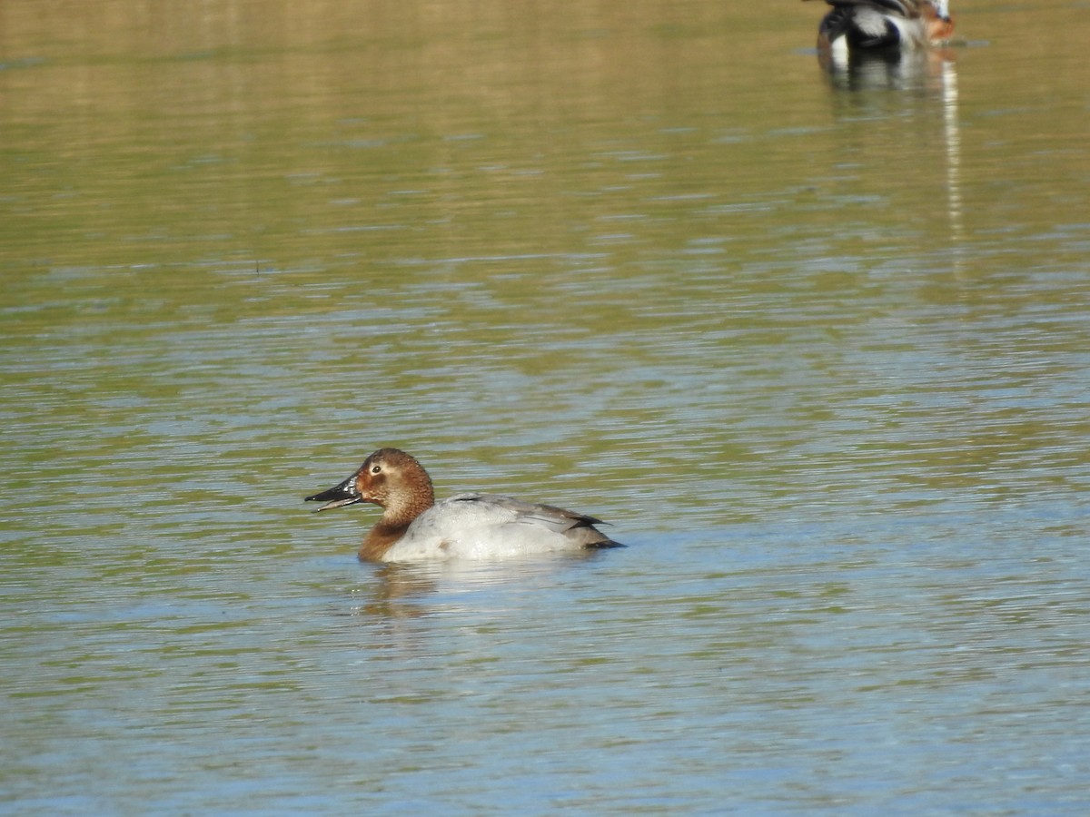 Canvasback - ML203338411