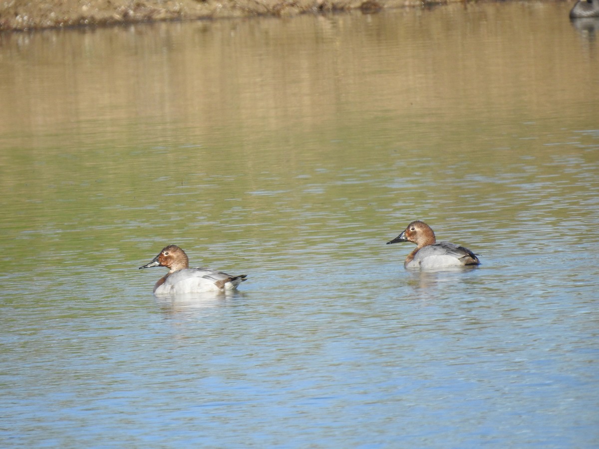 Canvasback - ML203338481