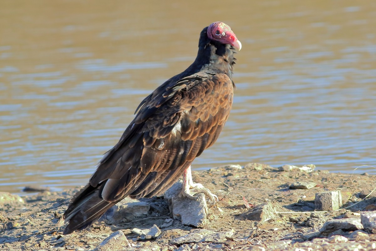 Turkey Vulture - ML203340991