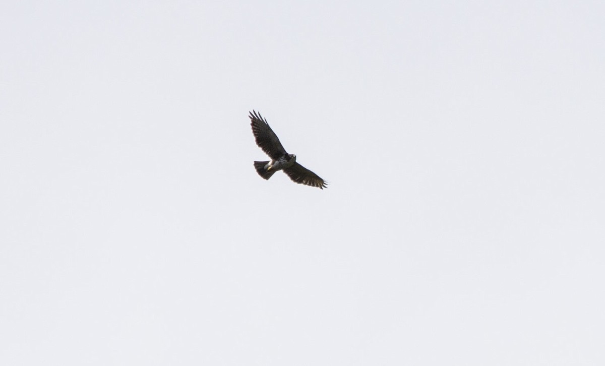 White-throated Hawk - ML203341261