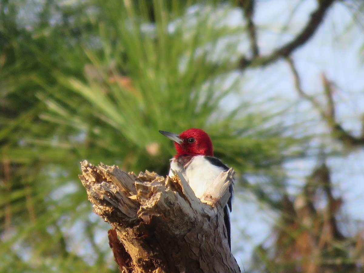 Red-headed Woodpecker - ML203344451