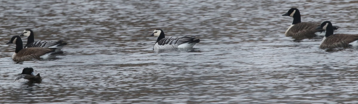 Barnacla Cariblanca - ML203344531