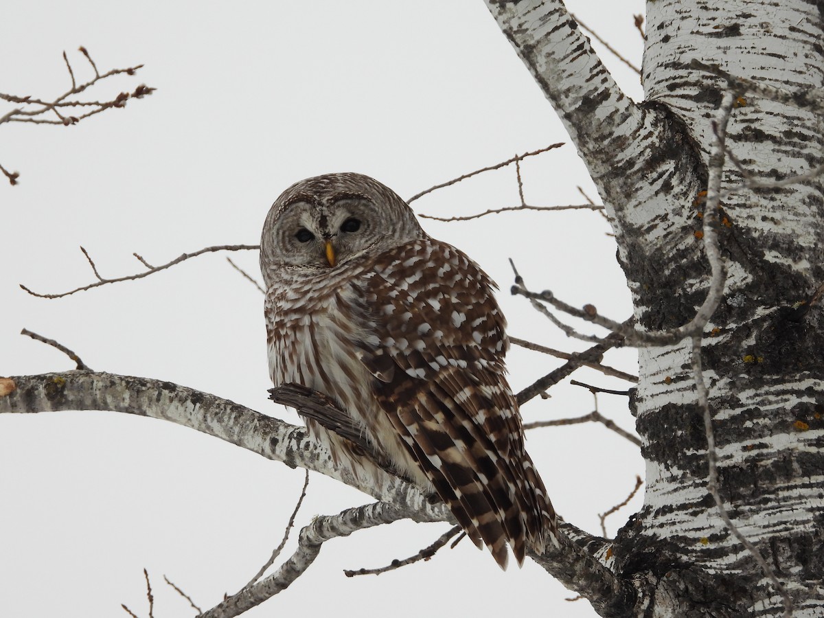 Barred Owl - Michael W. Sack