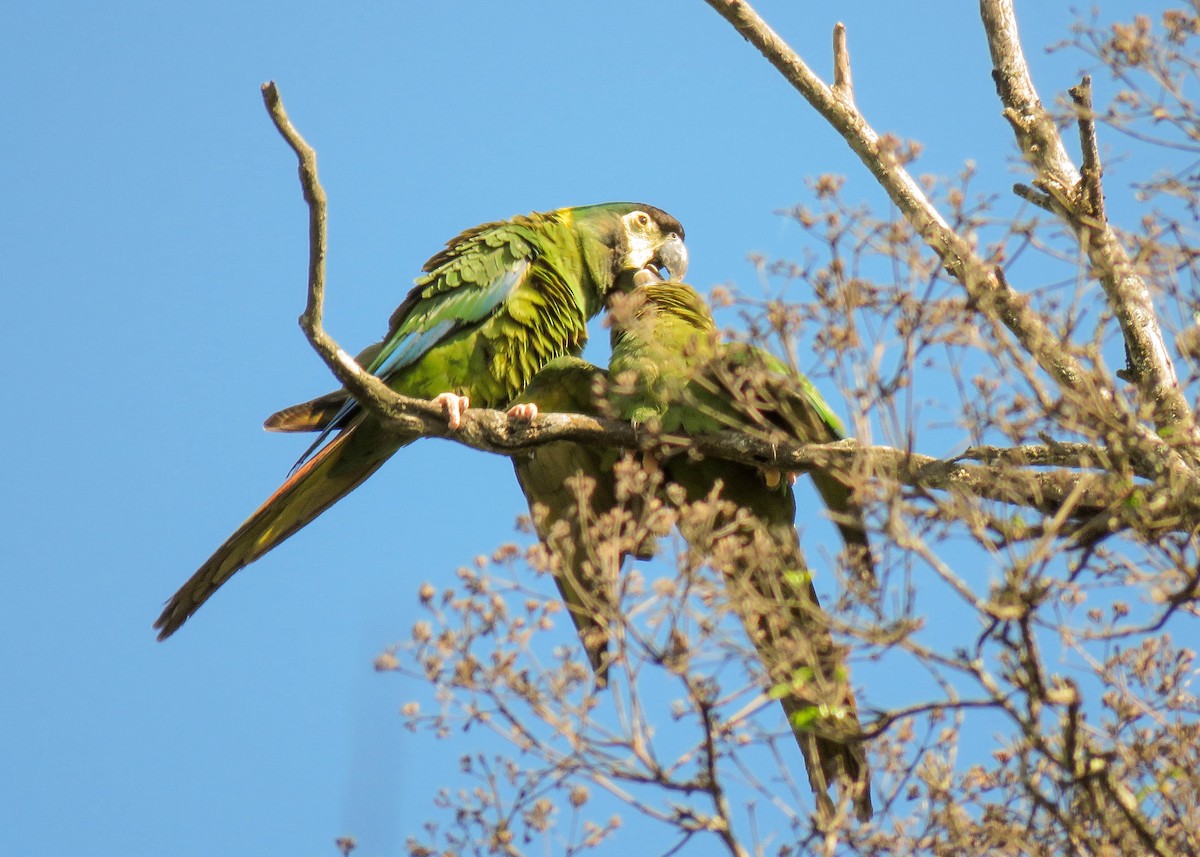 Yellow-collared Macaw - ML203345441