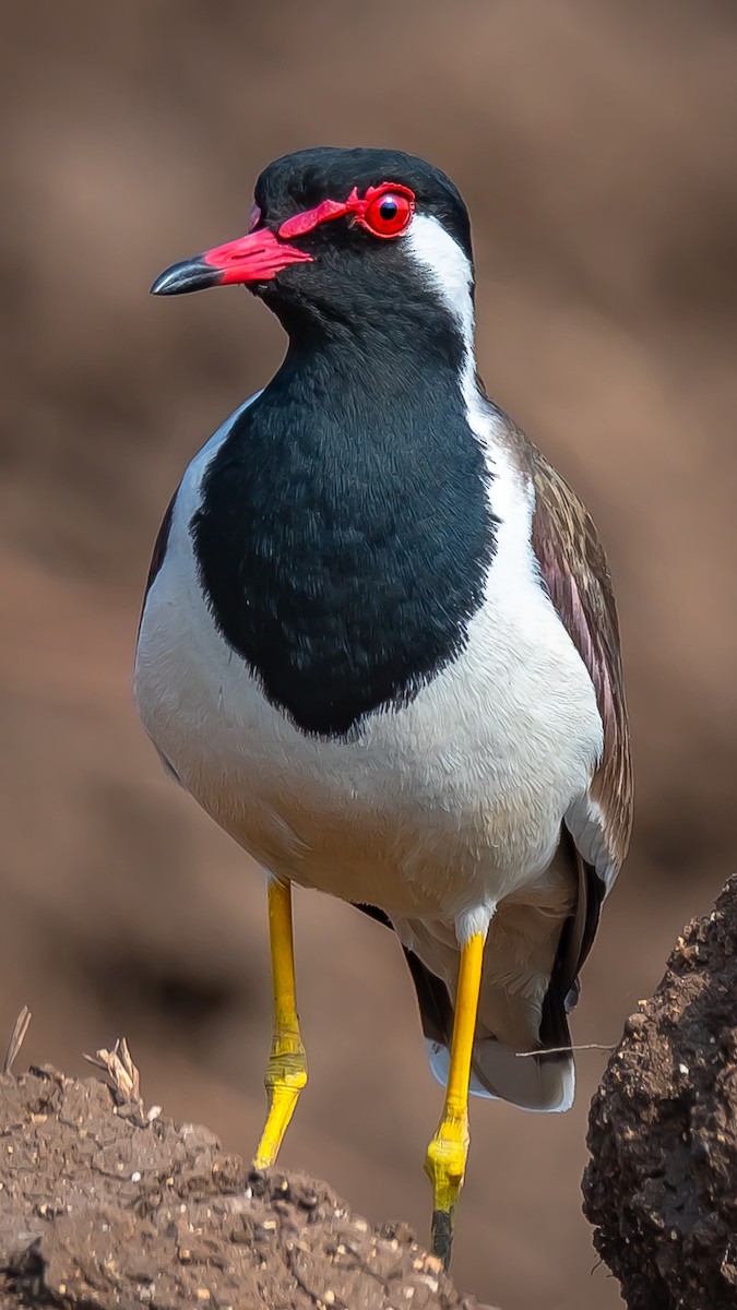 Red-wattled Lapwing - ML203345951