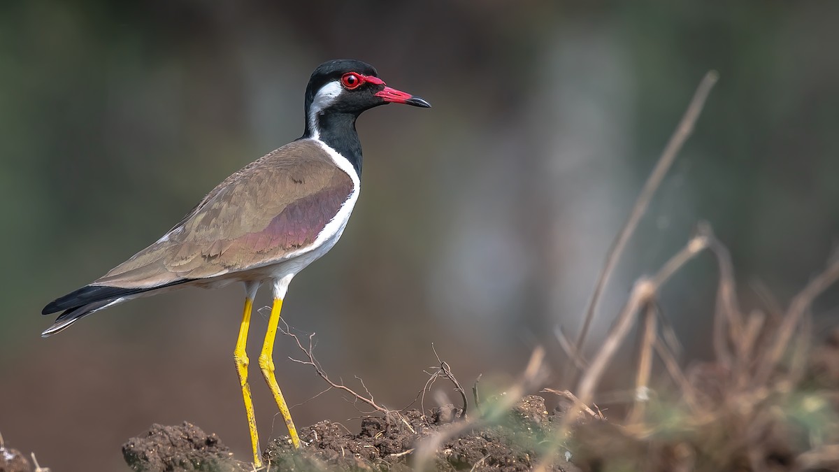 Red-wattled Lapwing - ML203345971